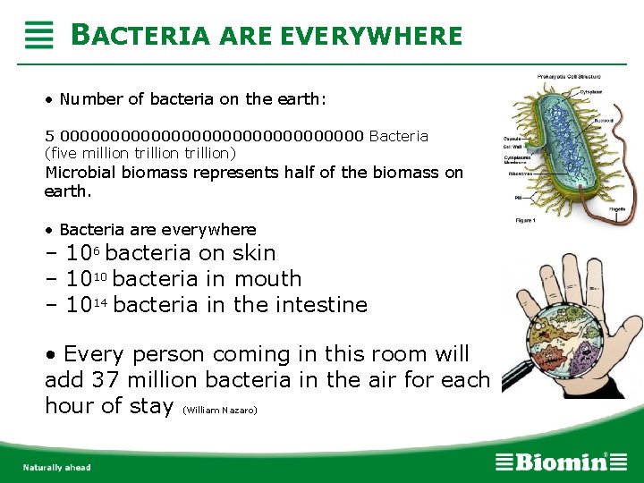 BACTERIA ARE EVERYWHERE • Number of bacteria on the earth: 5 000000000000000 Bacteria (five