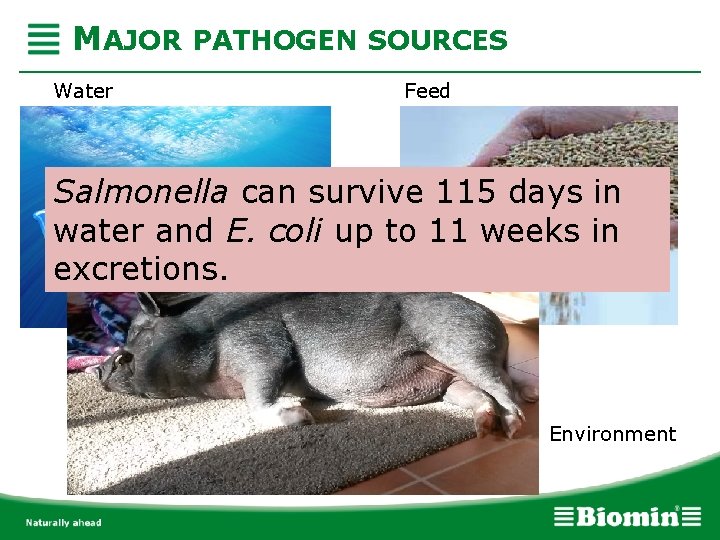 MAJOR PATHOGEN SOURCES Water Feed Salmonella can survive 115 days in water and E.