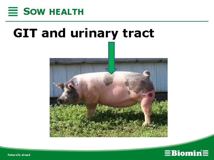 SOW HEALTH GIT and urinary tract 