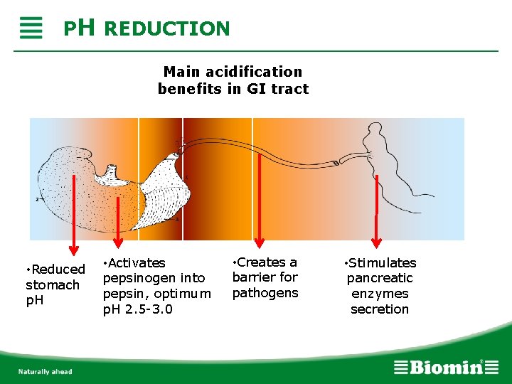 PH REDUCTION Main acidification benefits in GI tract • Reduced stomach p. H •