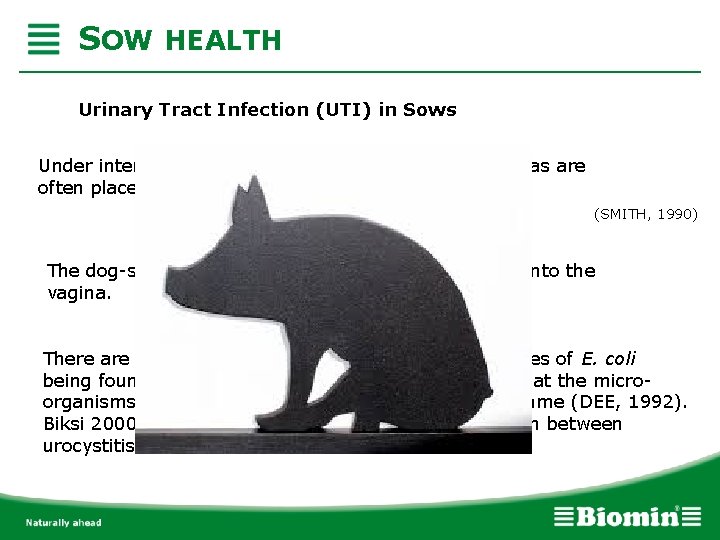 SOW HEALTH Urinary Tract Infection (UTI) in Sows Under intensive confinement conditions the sows’