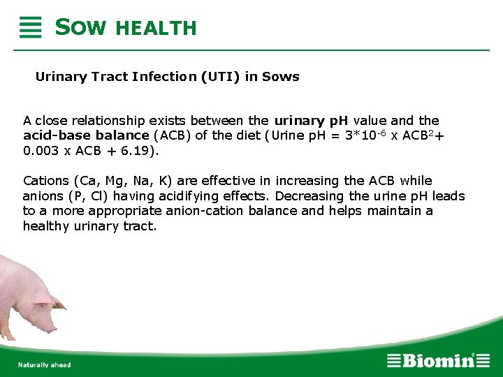 SOW HEALTH Urinary Tract Infection (UTI) in Sows A close relationship exists between the