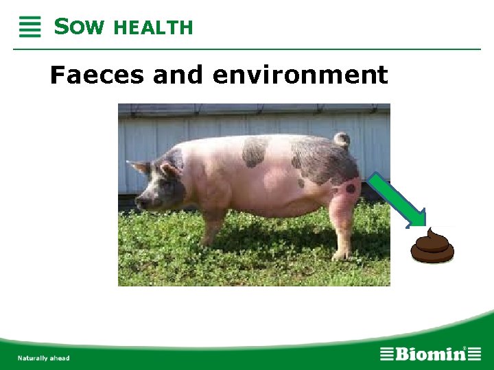 SOW HEALTH Faeces and environment 