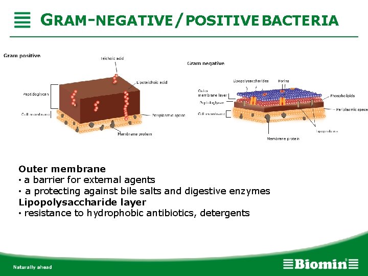 GRAM-NEGATIVE/POSITIVE BACTERIA Outer membrane • a barrier for external agents • a protecting against