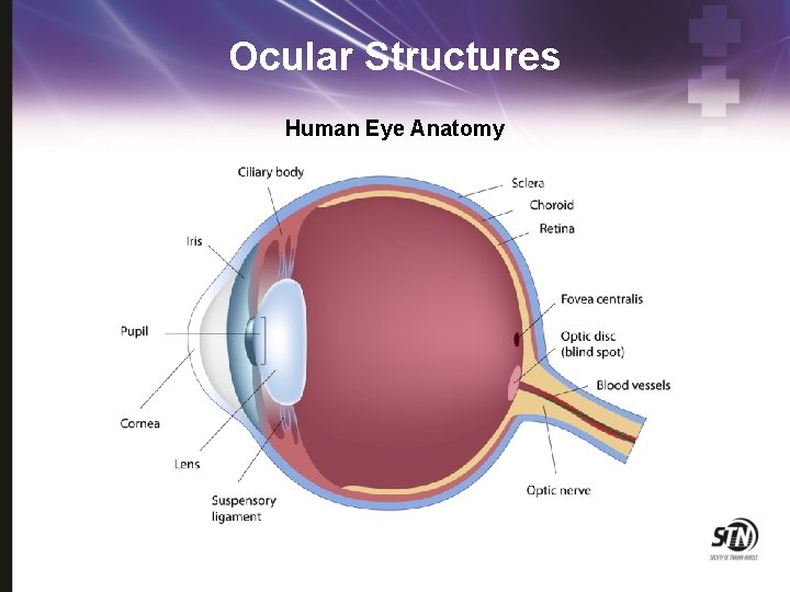 Ocular Structures Human Eye Anatomy 