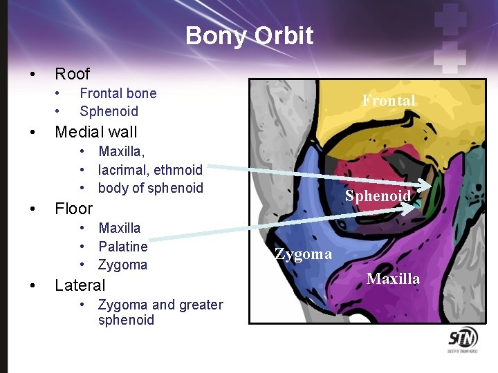 Bony Orbit • Roof • • • Frontal bone Sphenoid Frontal Medial wall •