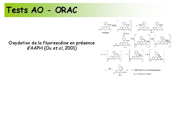 Tests AO - ORAC Oxydation de la fluorescéine en présence d’AAPH (Ou et al,