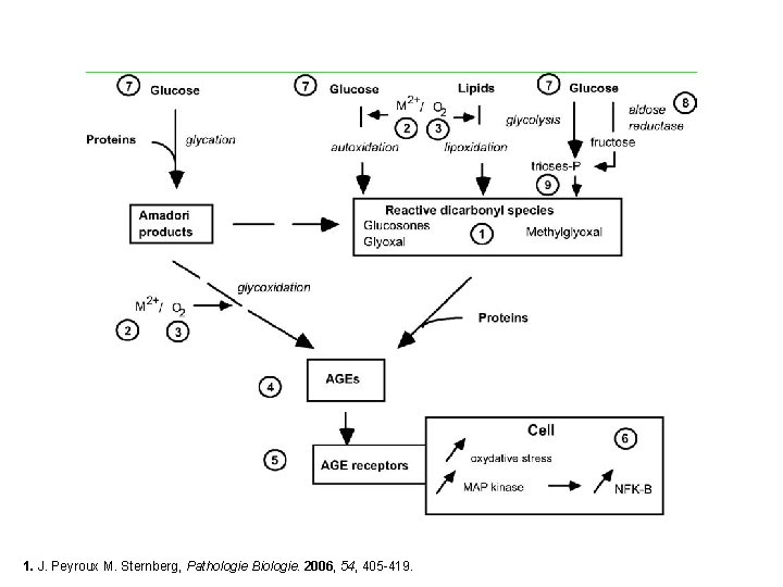 1. J. Peyroux M. Sternberg, Pathologie Biologie. 2006, 54, 405 -419. 