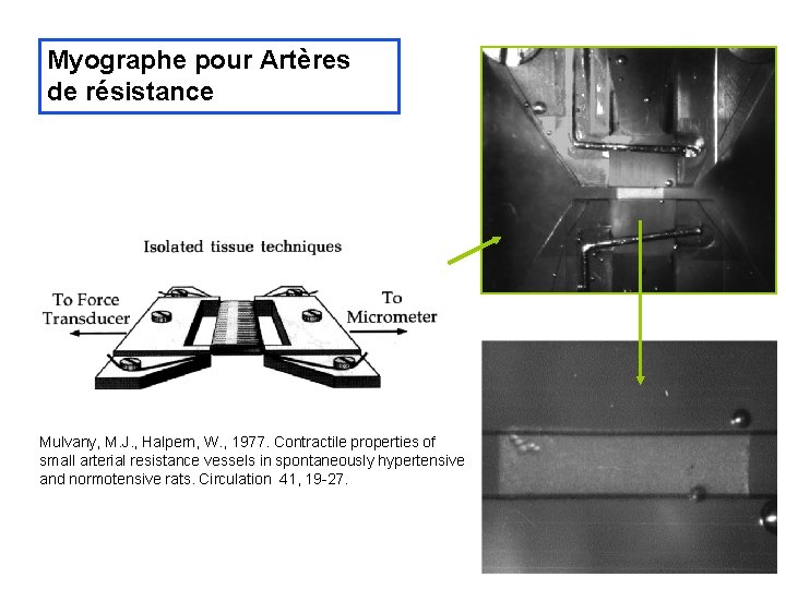 Myographe pour Artères de résistance Mulvany, M. J. , Halpern, W. , 1977. Contractile