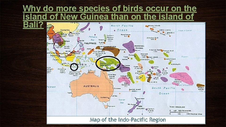Why do more species of birds occur on the island of New Guinea than
