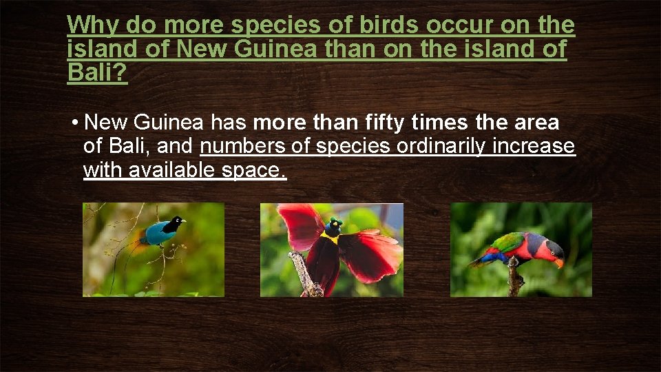 Why do more species of birds occur on the island of New Guinea than