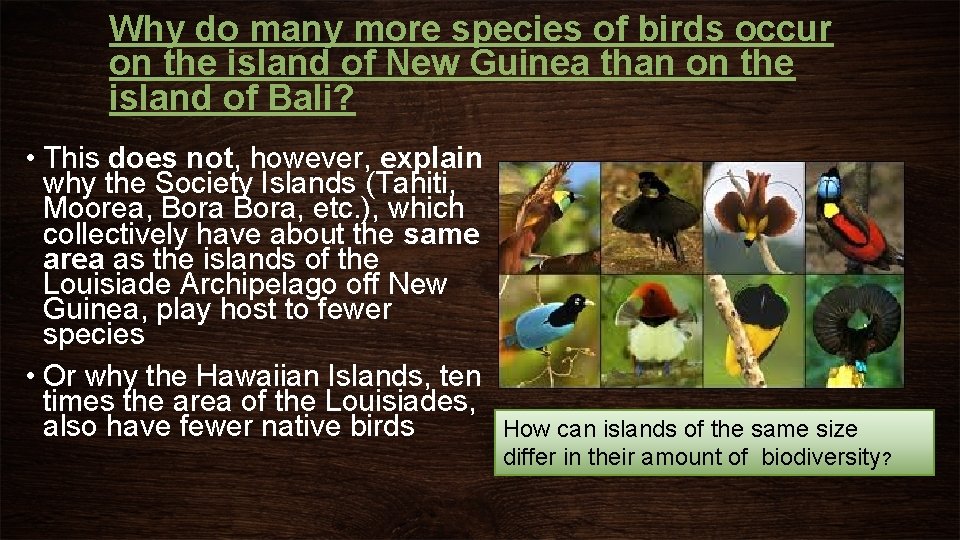 Why do many more species of birds occur on the island of New Guinea