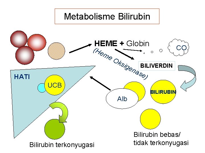 Metabolisme Bilirubin HEME + Globin (He me Ok sig HATI CO en BILIVERDIN ase