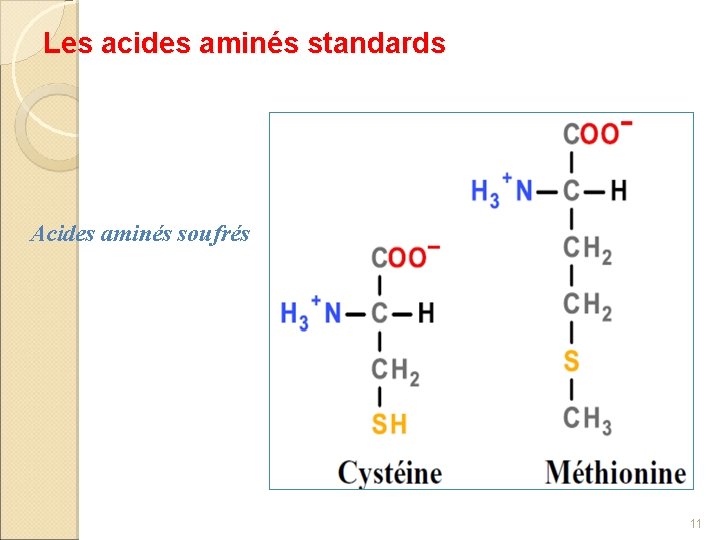 Les acides aminés standards Acides aminés soufrés 11 