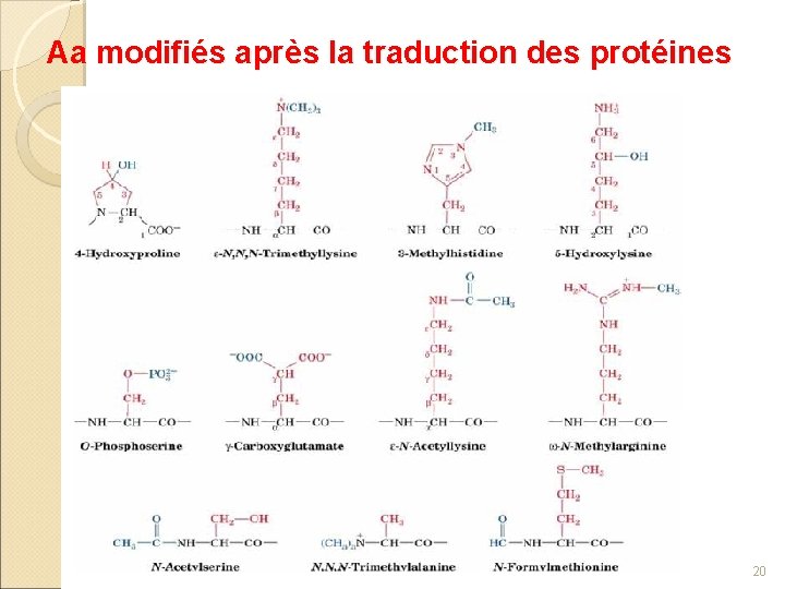 Aa modifiés après la traduction des protéines 20 