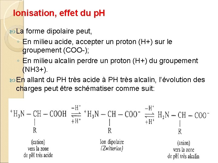 Ionisation, effet du p. H La forme dipolaire peut, ◦ En milieu acide, accepter