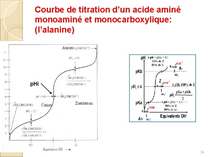 Courbe de titration d’un acide aminé monoaminé et monocarboxylique: (l’alanine) Anion Cation Zwittérion 34