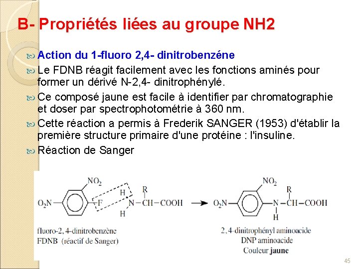 B- Propriétés liées au groupe NH 2 Action du 1 -fluoro 2, 4 -