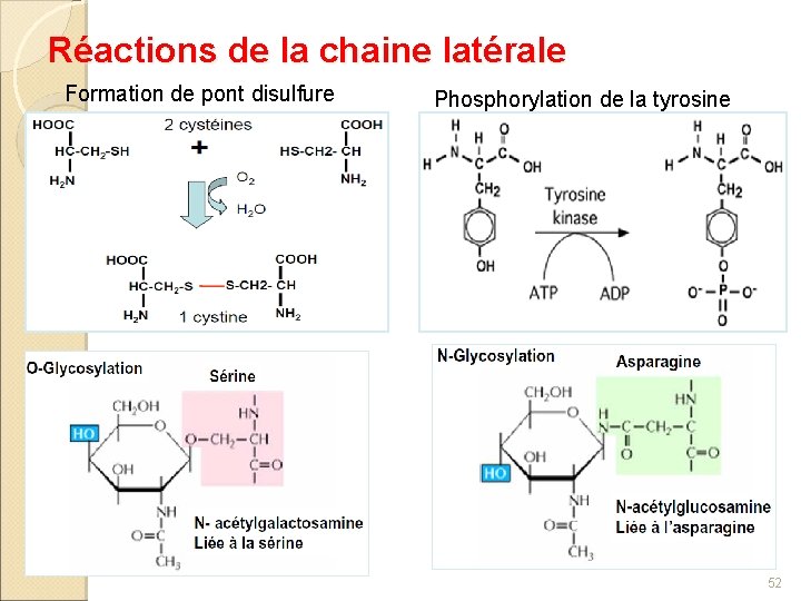 Réactions de la chaine latérale Formation de pont disulfure Phosphorylation de la tyrosine 52