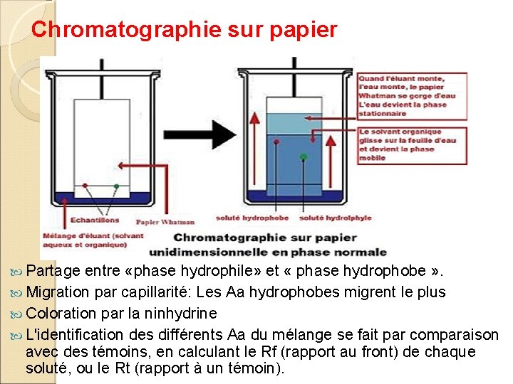 Chromatographie sur papier Partage entre «phase hydrophile» et « phase hydrophobe » . Migration