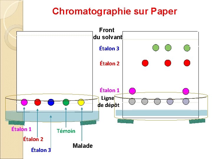  Chromatographie sur Paper Front du solvant Étalon 3 Étalon 2 Étalon 1 Ligne