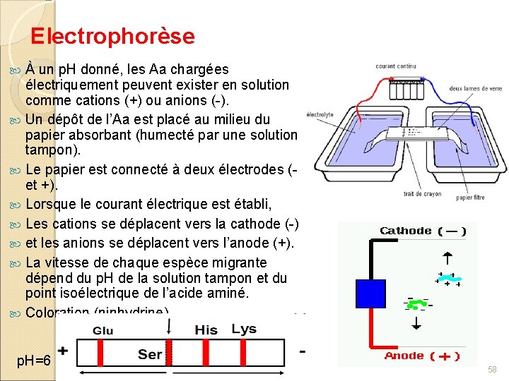 Electrophorèse À un p. H donné, les Aa chargées électriquement peuvent exister en solution