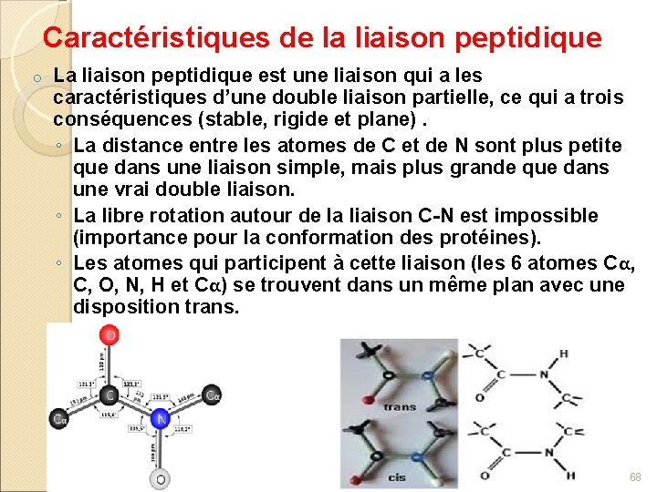 Caractéristiques de la liaison peptidique o La liaison peptidique est une liaison qui a