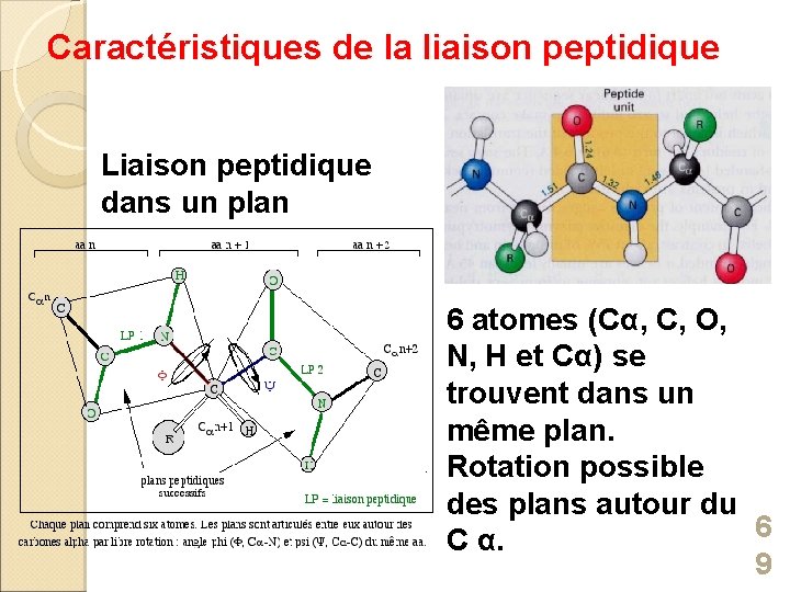 Caractéristiques de la liaison peptidique Liaison peptidique dans un plan 6 atomes (Cα, C,
