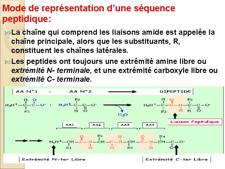 Mode de représentation d’une séquence peptidique: La chaîne qui comprend les liaisons amide est