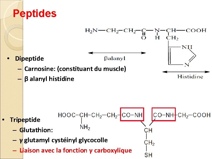 Peptides • Dipeptide – Carnosine: (constituant du muscle) – β alanyl histidine • Tripeptide