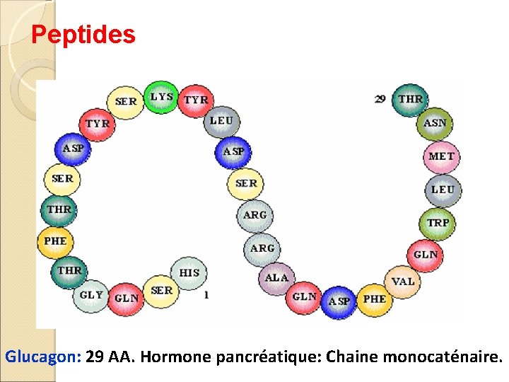 Peptides Glucagon: 29 AA. Hormone pancréatique: Chaine monocaténaire. 