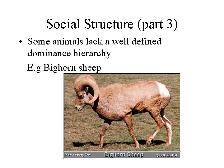 Social Structure (part 3) • Some animals lack a well defined dominance hierarchy E.