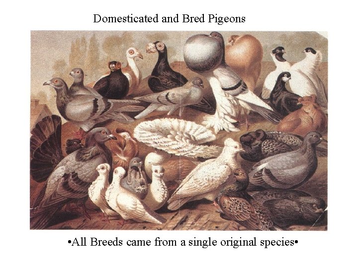 Domesticated and Bred Pigeons • All Breeds came from a single original species •