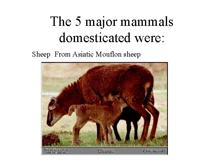 The 5 major mammals domesticated were: Sheep From Asiatic Mouflon sheep 