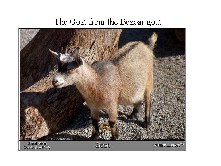 The Goat from the Bezoar goat 