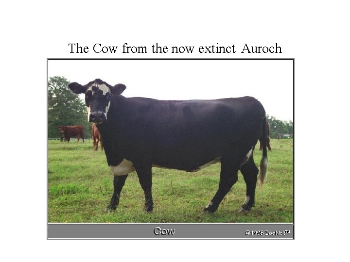 The Cow from the now extinct Auroch 