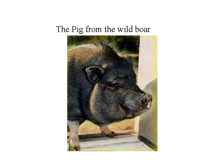 The Pig from the wild boar 