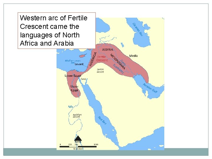 Western arc of Fertile Crescent came the languages of North Africa and Arabia 