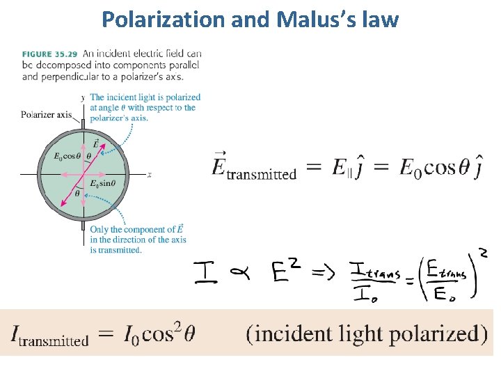 Polarization and Malus’s law 