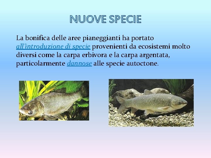 NUOVE SPECIE La bonifica delle aree pianeggianti ha portato all’introduzione di specie provenienti da