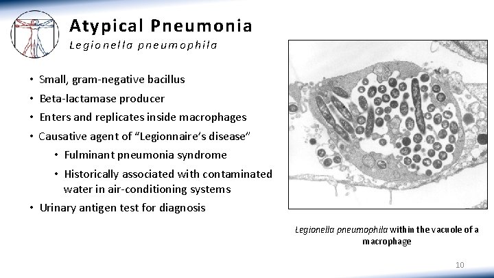 Atypical Pneumonia Legionella pneumophila • • Small, gram-negative bacillus Beta-lactamase producer Enters and replicates