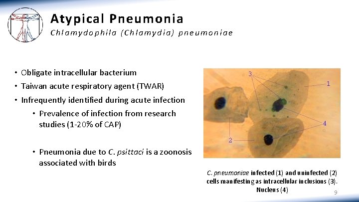 Atypical Pneumonia Chlamydophila (Chlamydia) pneumoniae • Obligate intracellular bacterium • Taiwan acute respiratory agent