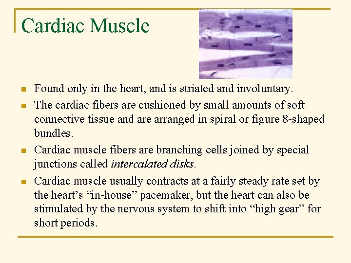 Cardiac Muscle n n Found only in the heart, and is striated and involuntary.