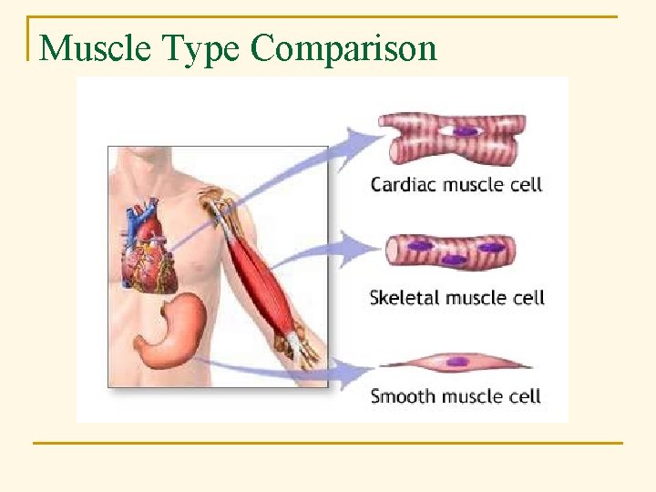 Muscle Type Comparison 