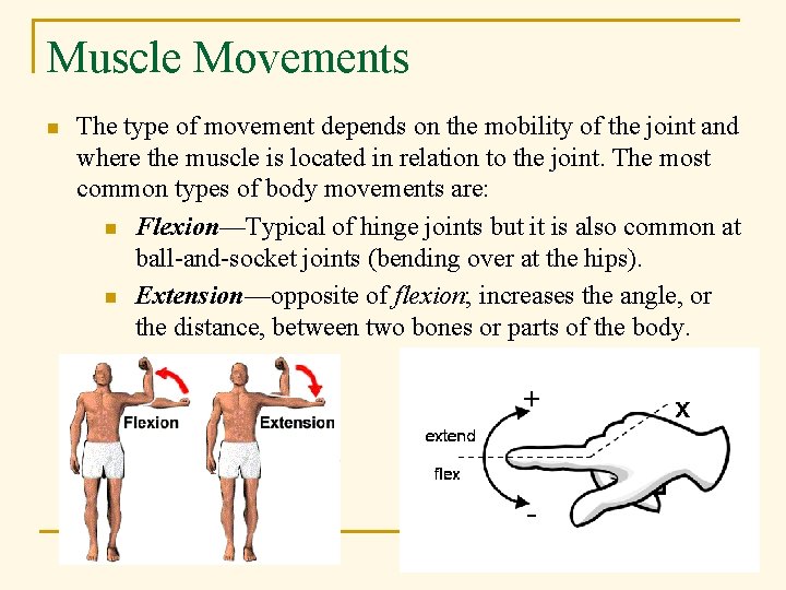 Muscle Movements n The type of movement depends on the mobility of the joint