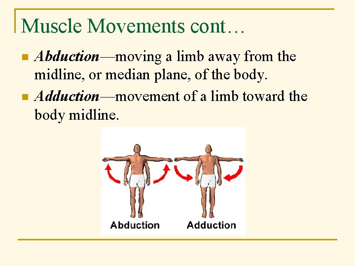 Muscle Movements cont… n n Abduction—moving a limb away from the midline, or median