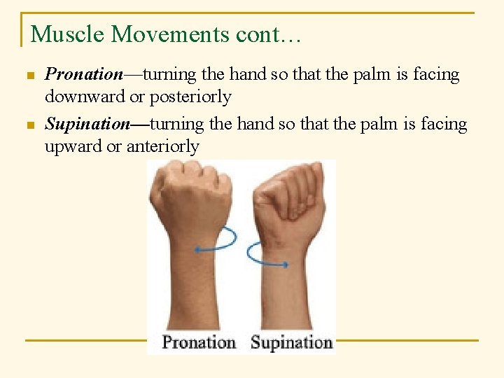 Muscle Movements cont… n n Pronation—turning the hand so that the palm is facing