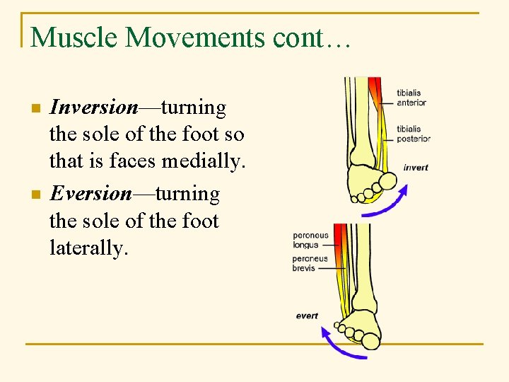 Muscle Movements cont… n n Inversion—turning the sole of the foot so that is