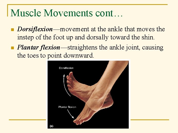 Muscle Movements cont… n n Dorsiflexion—movement at the ankle that moves the instep of