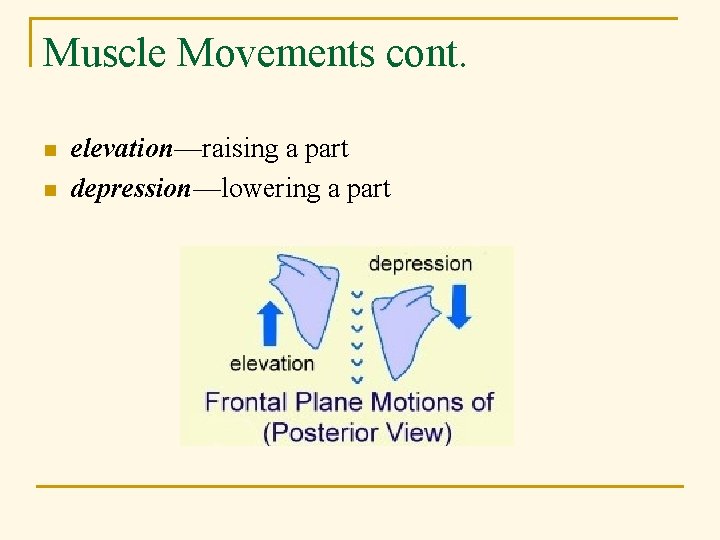 Muscle Movements cont. n n elevation—raising a part depression—lowering a part 